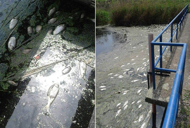 Помор пријављен, a од шарана ни трага